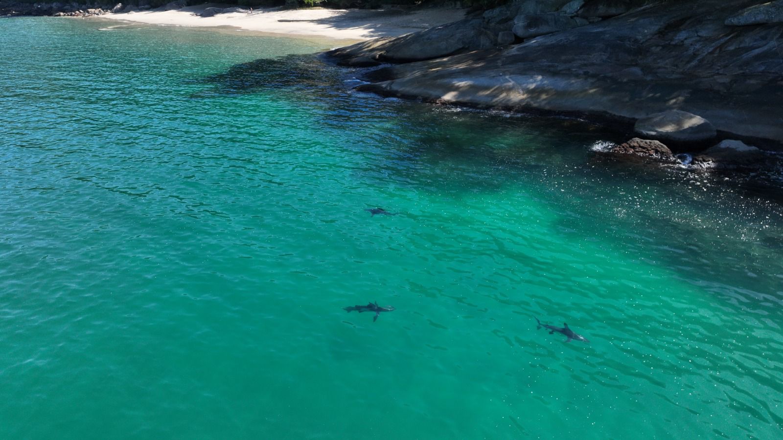 Projeto Tubarões da Baía da Ilha Grande ganha aporte de R$ 5 milhões