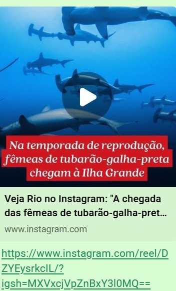 A chegada das fêmeas de tubarão-galha-preta à Baía da Ilha Grande marca o início da temporada de reprodução da espécie