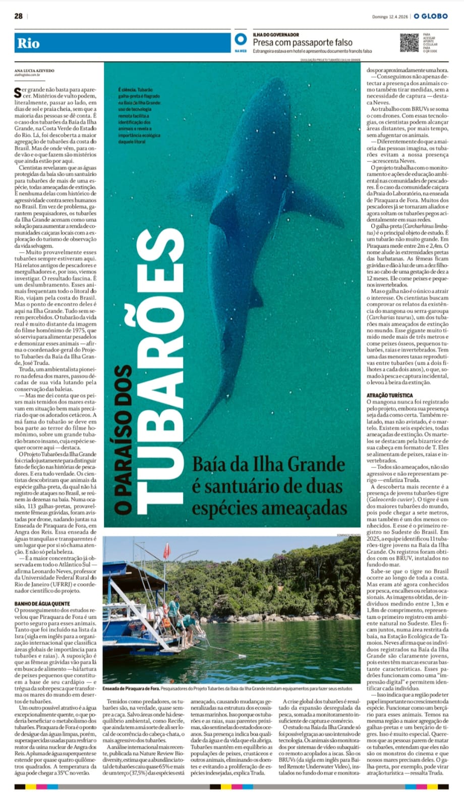 Baía da Ilha Grande é santuário de duas espécies de tubarões ameaçadas