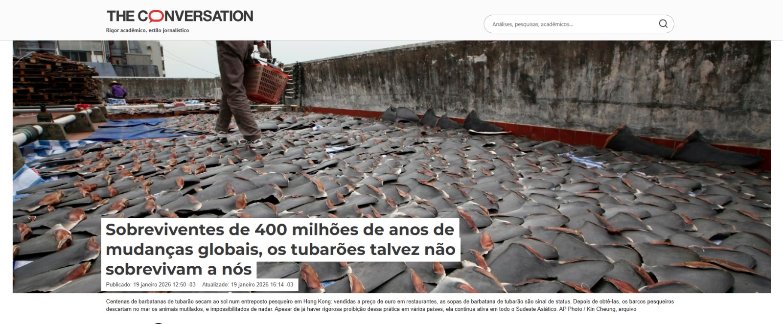 Sobreviventes de 400 milhões de anos de mudanças globais, os tubarões talvez não sobrevivam a nós