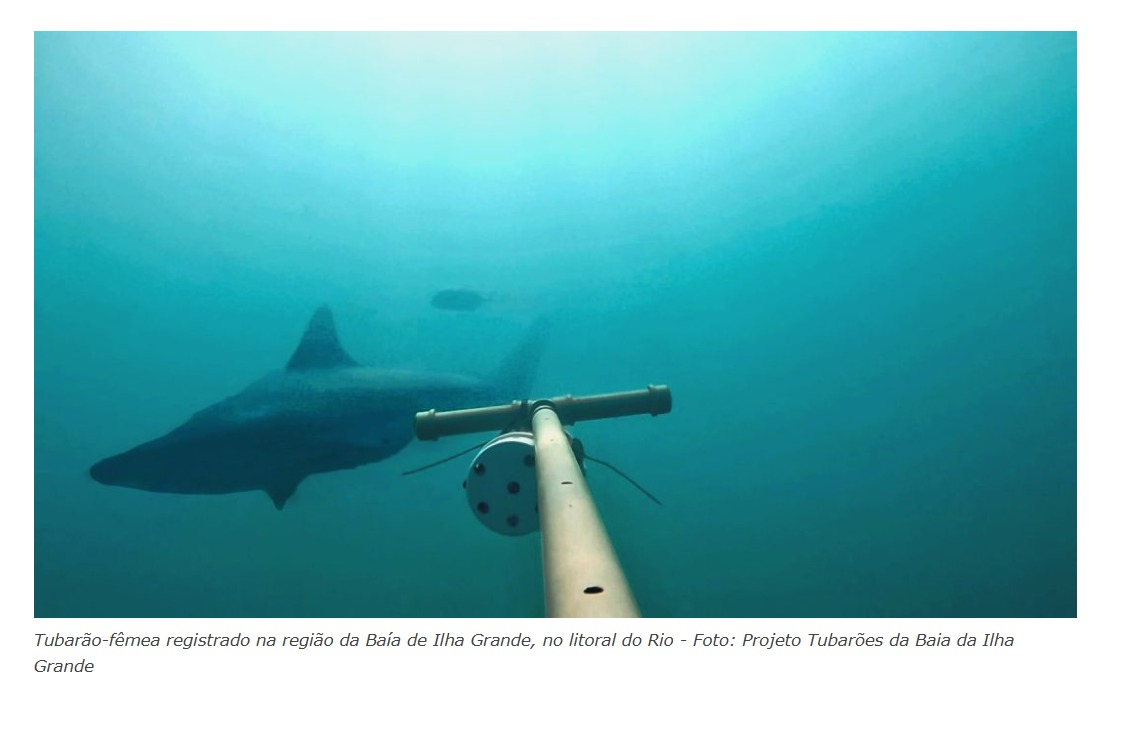 Pesquisadores encontram berçario de tubarões entre as baías de Sepetiba e Ilha Grande