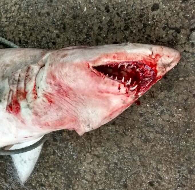 Os tubarões sempre foram uma parte importante dos ecossistemas costeiros e marinhos do Brasil