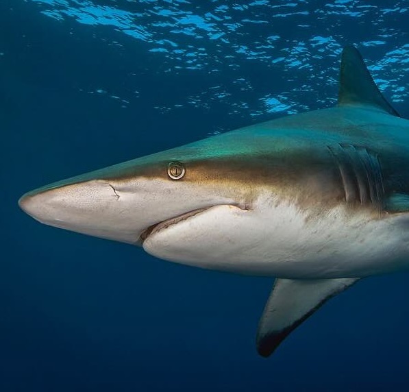 Instituto Brasileiro de Conservação da Natureza